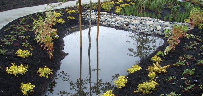 Sustainable rainwater management practices, such as rain gardens, allow cities to use rain as a resource. This helps developed watersheds (such as in an urban landscape) mimic the function of natural systems. 