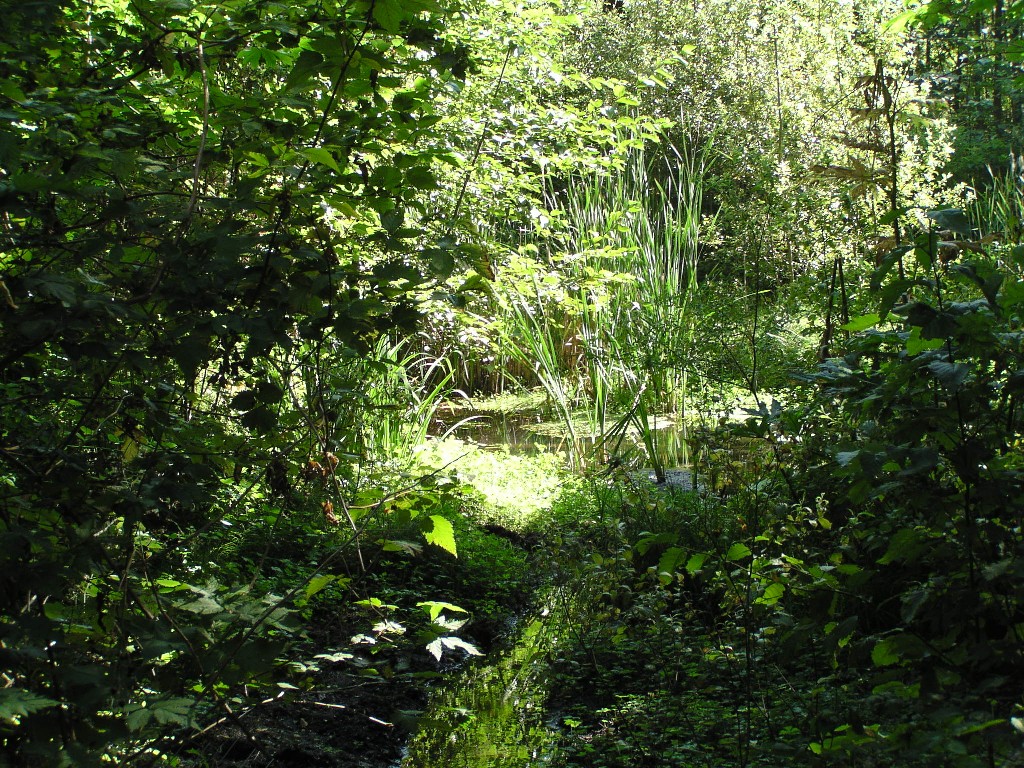 Pocket wetlands in the District of North Vancouver at William Griffin Park 