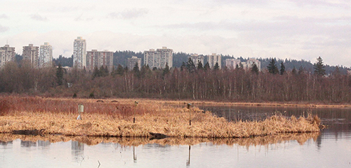 Metro-Van-wetland in urban environment