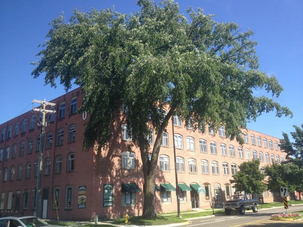 American elm at corner of Mason St & Monroe Ave NW  branches out over the road in Grand Rapids. It is the 2014 Mayor's Tree of the Year. (photo credit: mlive.com)
