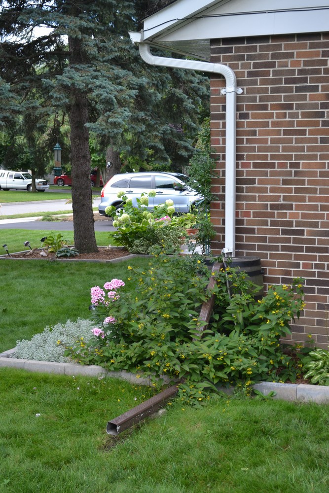 Older residential area in Newmarket, Ontario - roof downspout connected to rain barrel, with overflow discharging onto lawn