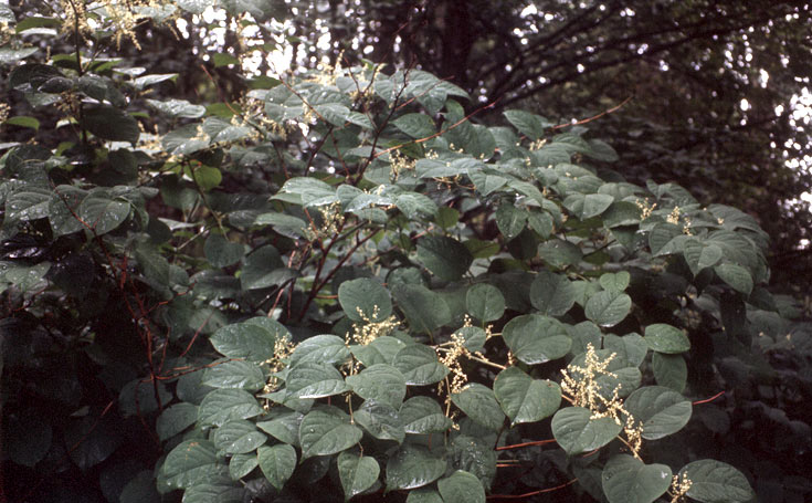 Japanese Knotweed with a close up on white flowers and seeds (Photo credit: Royal BC Museum;)