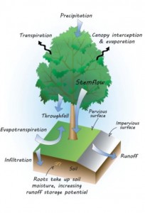 Comox-Valley_tree schematic
